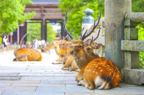 神鹿|奈良公園の鹿はどんな鹿なの？神の使い「神鹿」です。